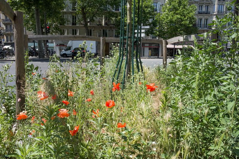Pied d'arbre végétalisé. Rue du Télégraphe (20e)