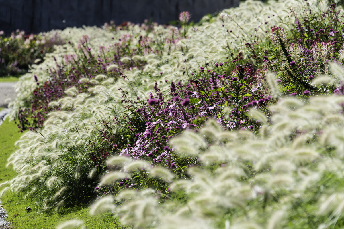 Botanique fleurs