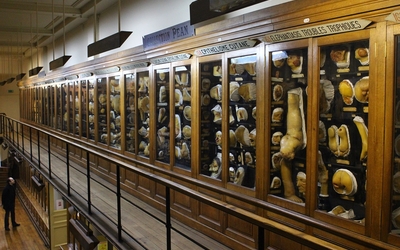 Musée des Moulages - Hôpital St-Louis - APHP